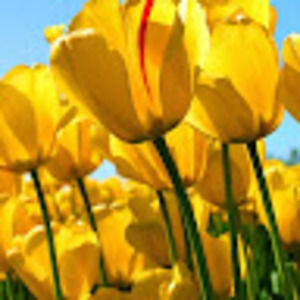 Meet your Posher, Paula